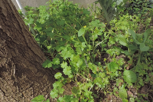 Piantine verde chiaro:  Ranunculus parviflorus